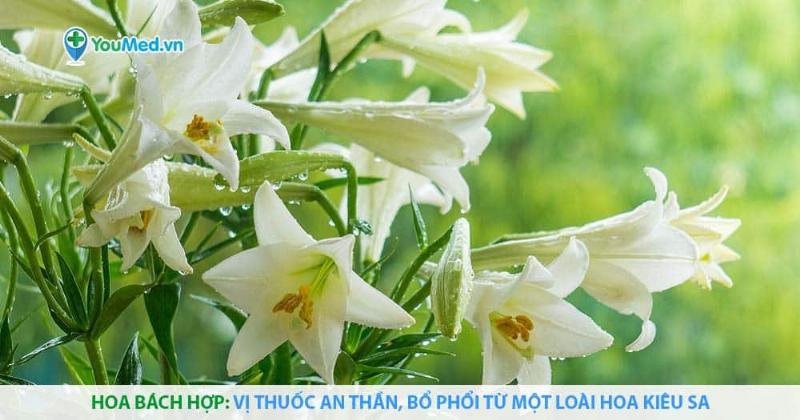 Hoa Bách Hợp tinh tế, lộng lẫy, thể hiện sự thanh cao và tình yêu thuần khiết, phù hợp cho Song Ngư ngày 6 tháng 3